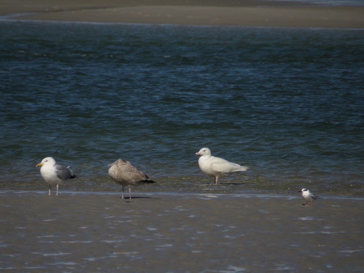 Glaucous Gull - ML49945381