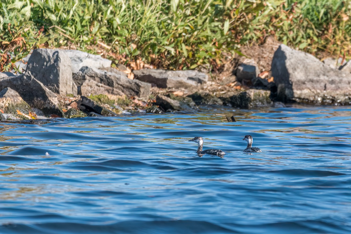 Horned Grebe - ML499454001