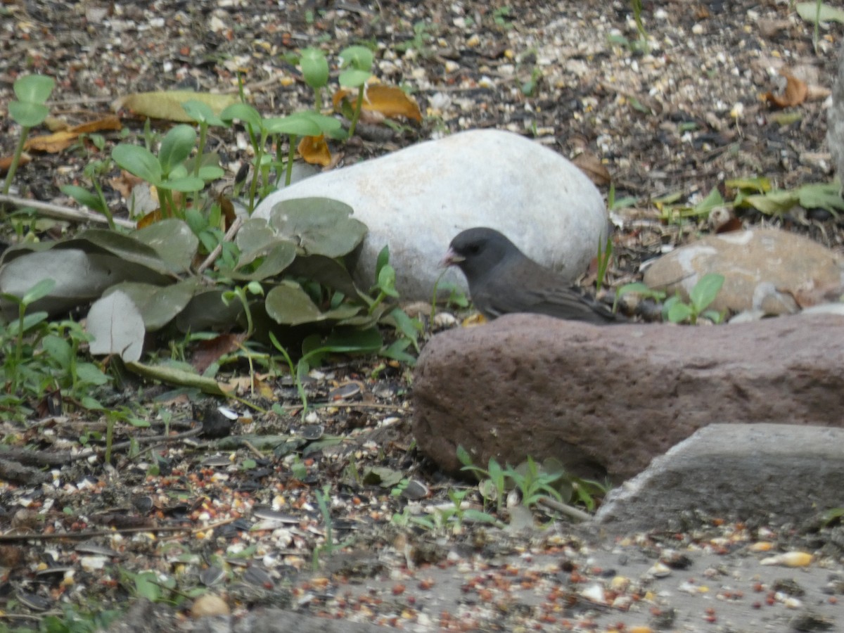 Junco ardoisé - ML499454391