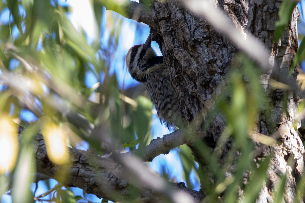 Yellow-bellied Sapsucker - ML499456471