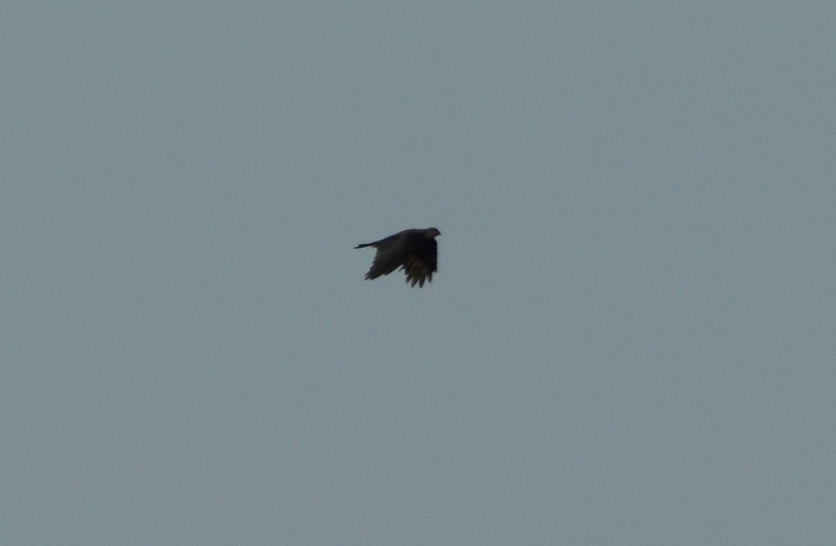 American Crow - ML499457891