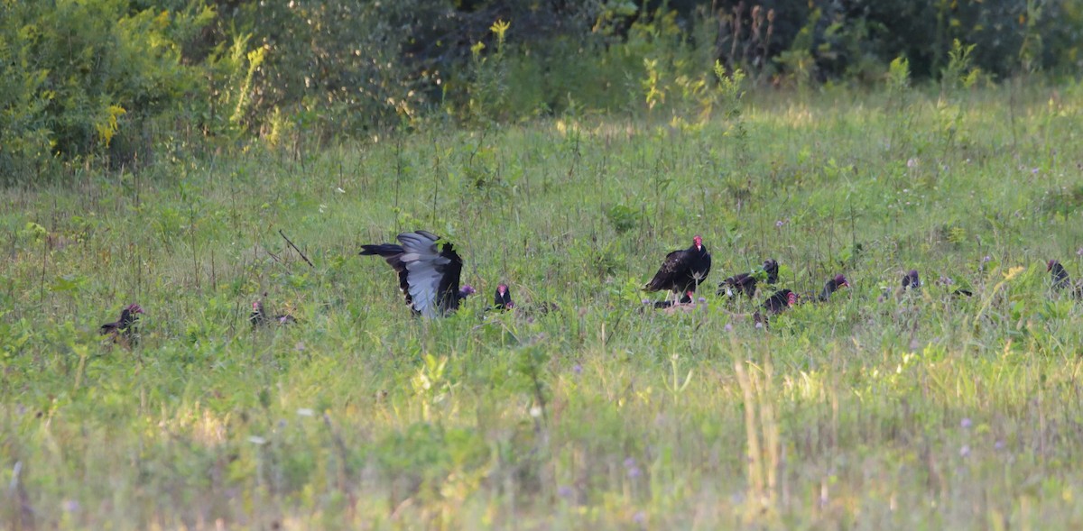 Turkey Vulture - ML499457991