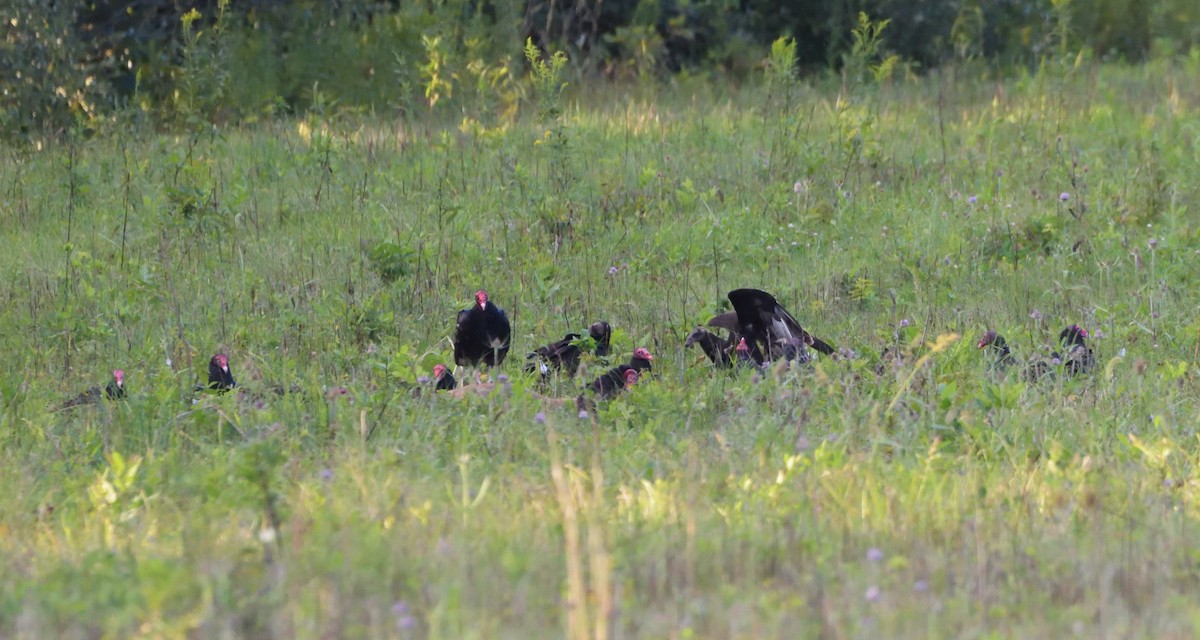 Black Vulture - ML499458011
