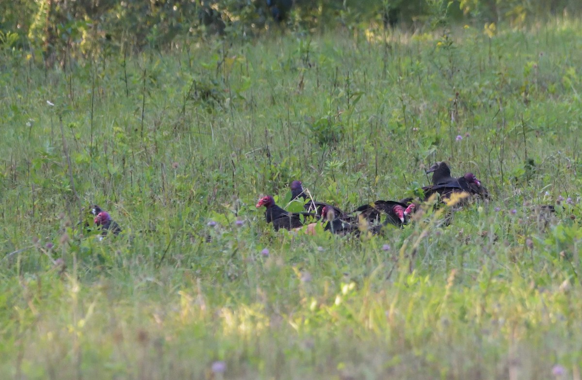 Black Vulture - ML499458051