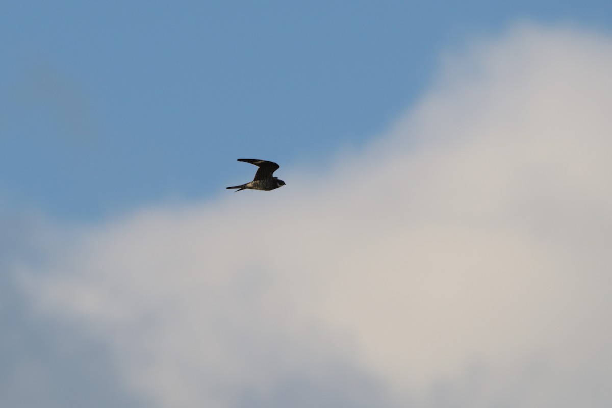 Common Nighthawk - ML499458181