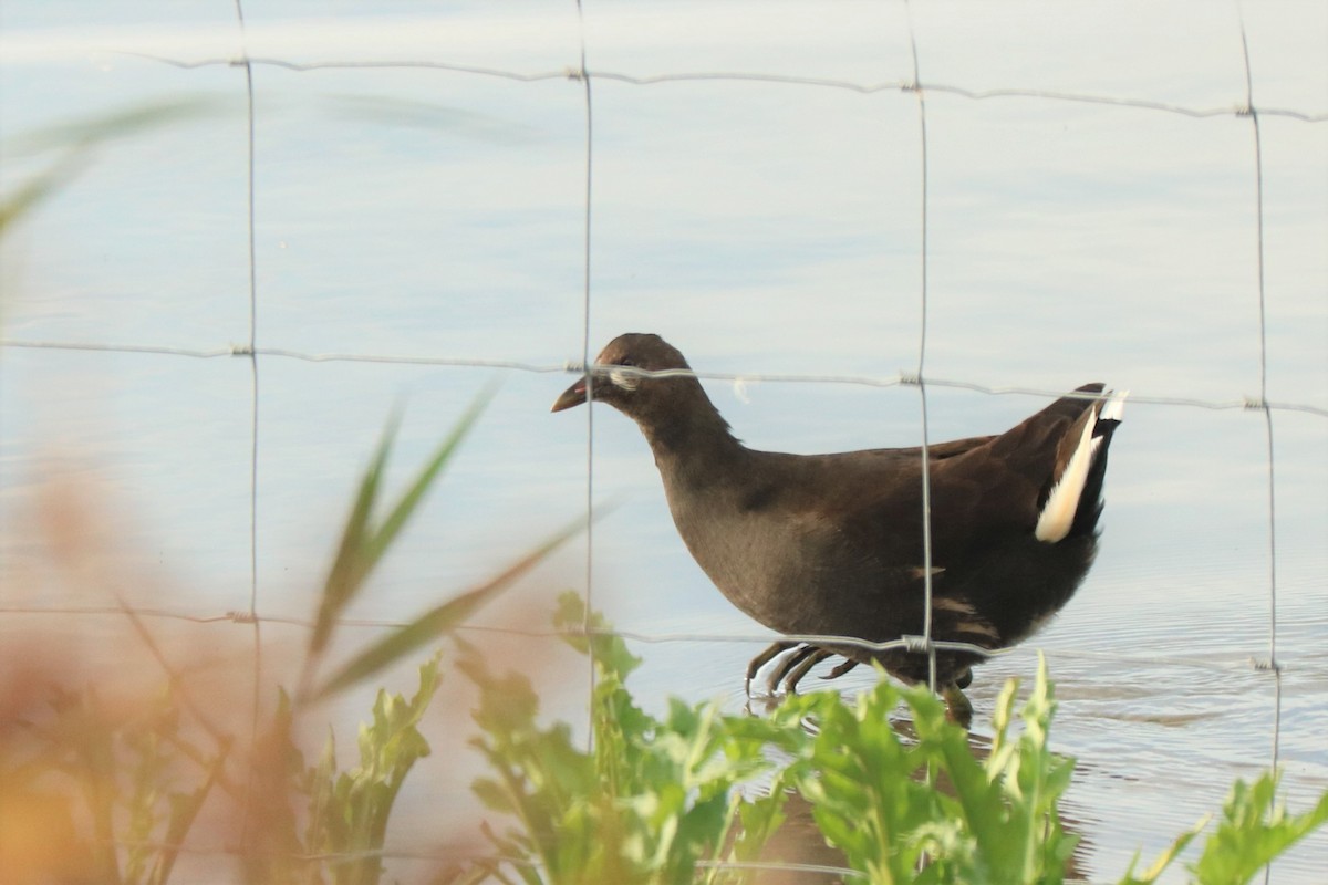 Eurasian Moorhen - Jan Roedolf