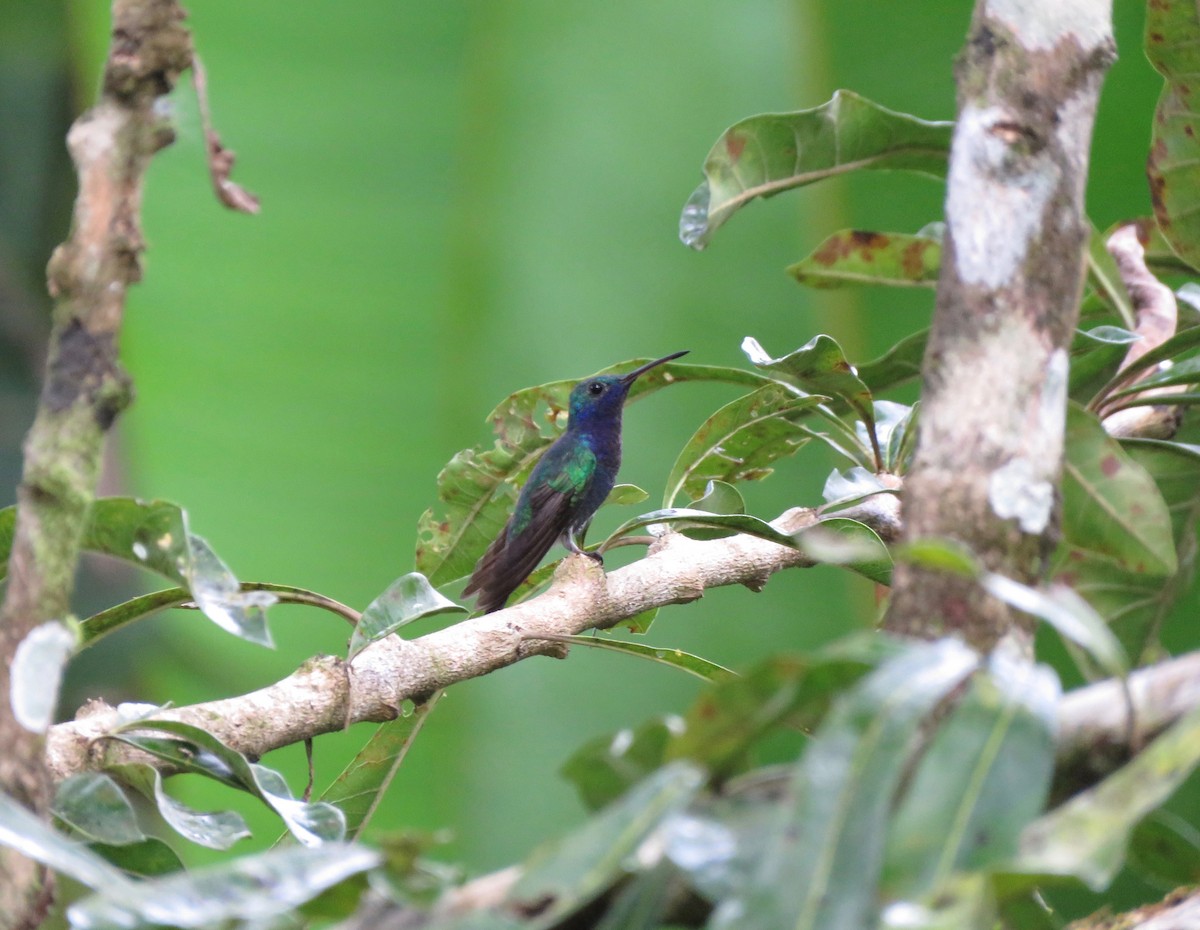 Sapphire-throated Hummingbird - la h