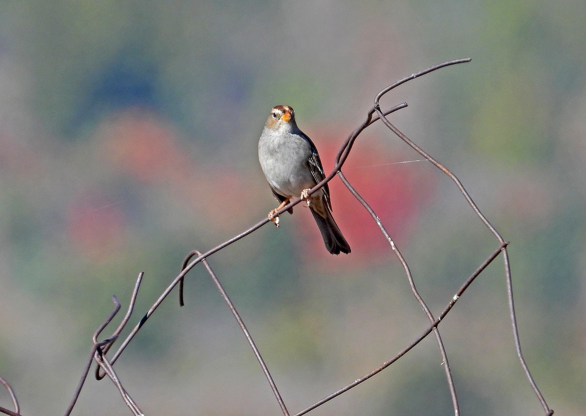 White-crowned Sparrow - ML499458951