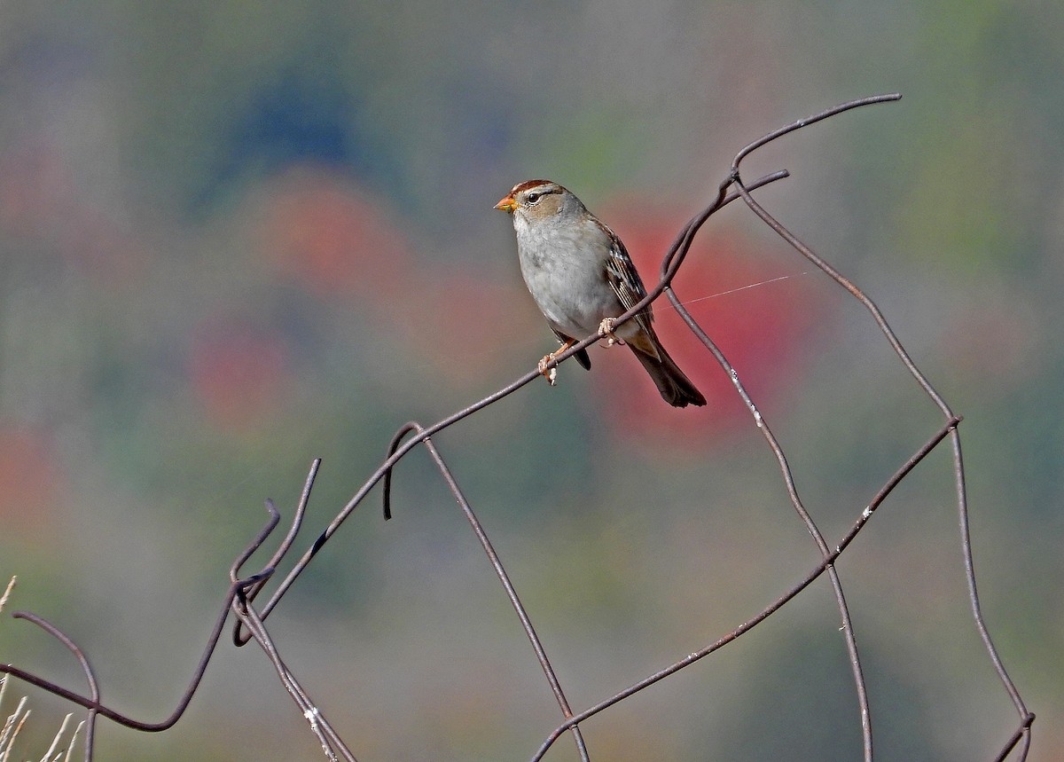White-crowned Sparrow - ML499459611