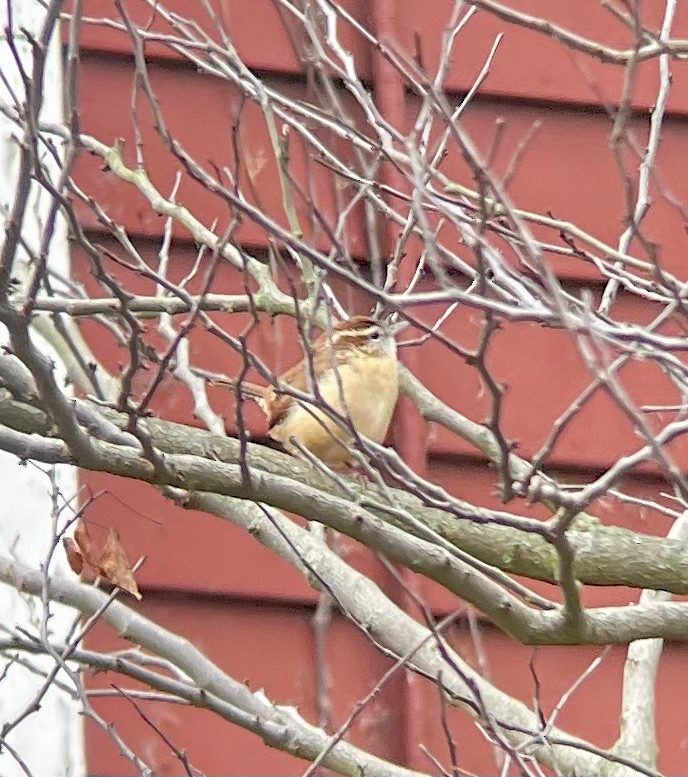 Carolina Wren - ML499459631