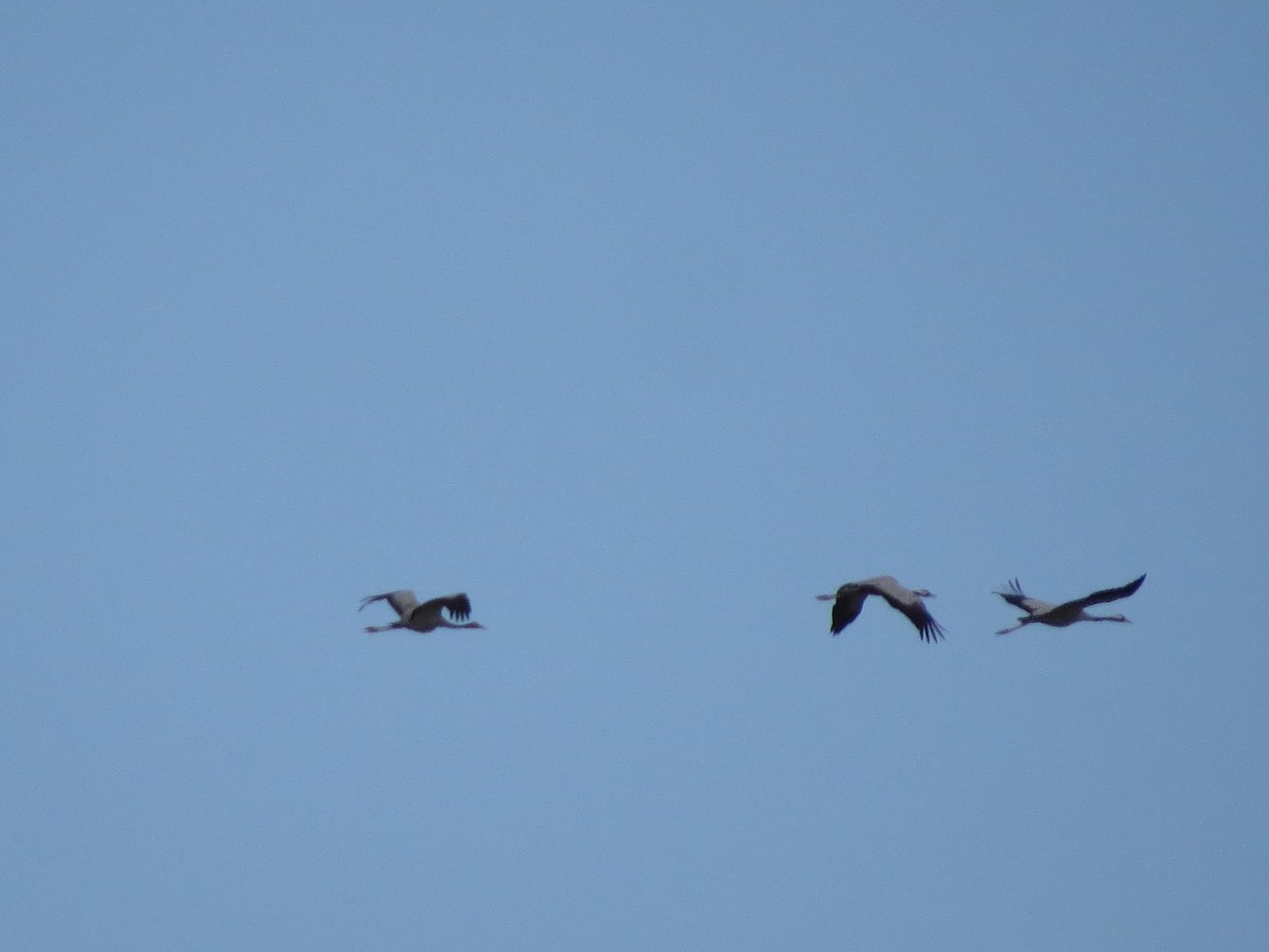 Common Crane - Gregorio Chaguaceda Tomás