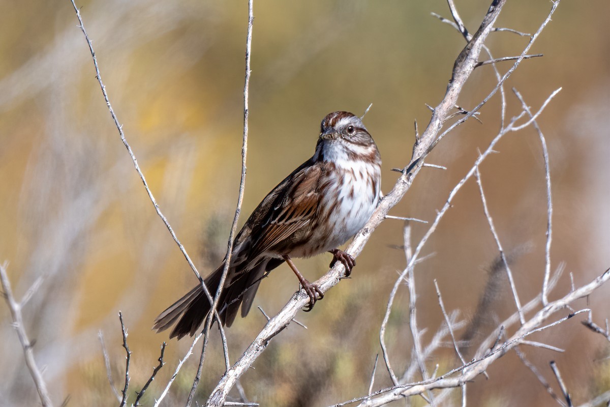 Song Sparrow - ML499461731