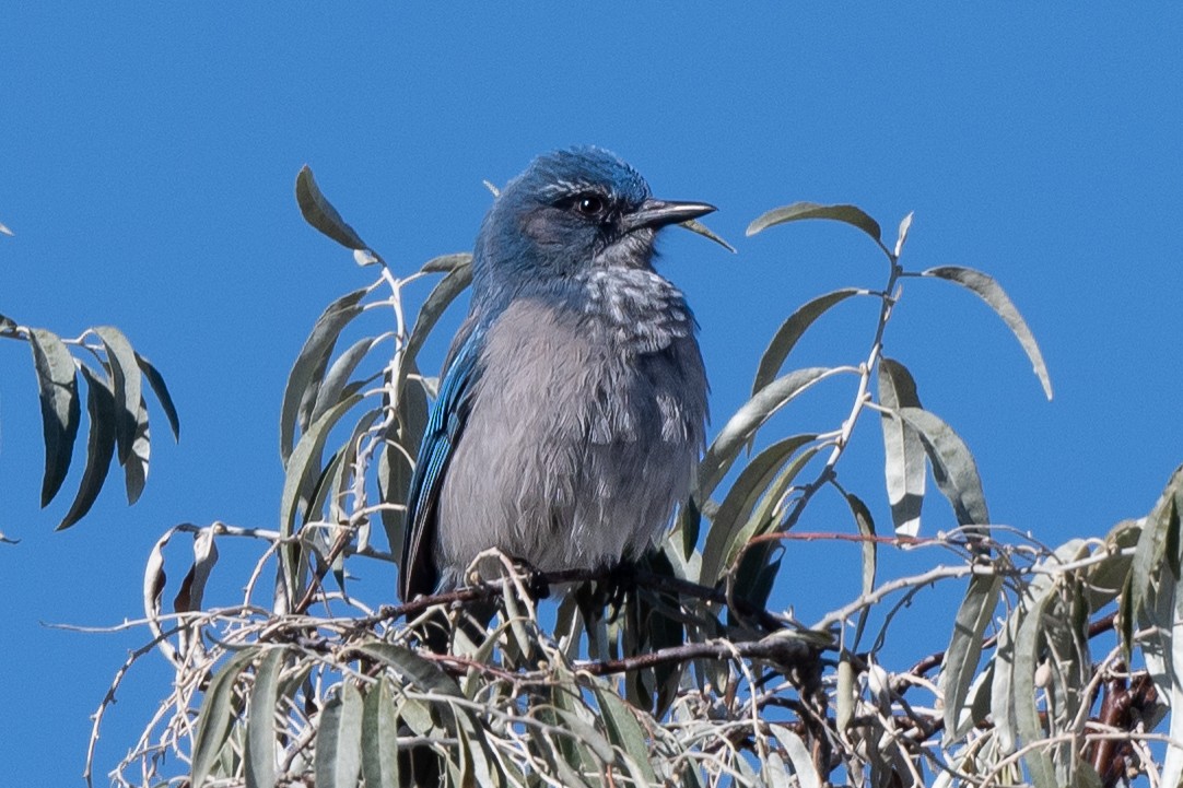 Woodhouse's Scrub-Jay - ML499461831