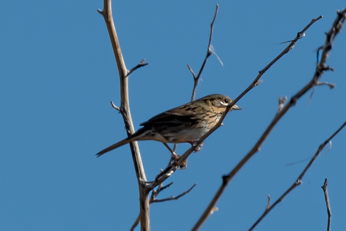 Lincoln's Sparrow - ML499461891