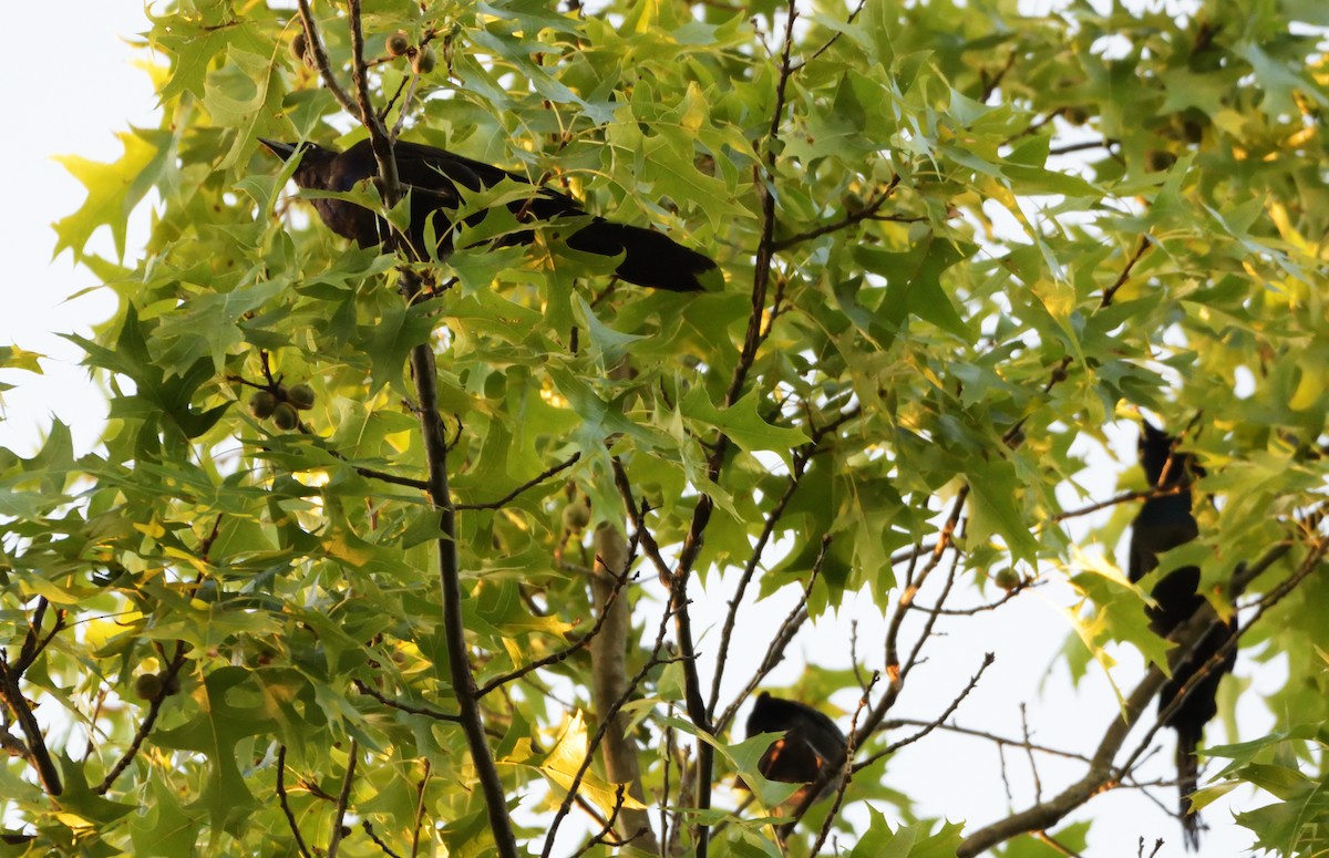 Common Grackle - ML499462281