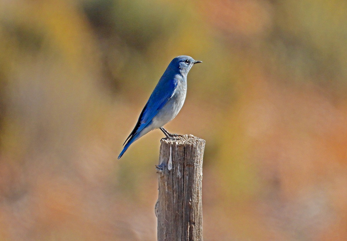 Mountain Bluebird - James R. Hill, III