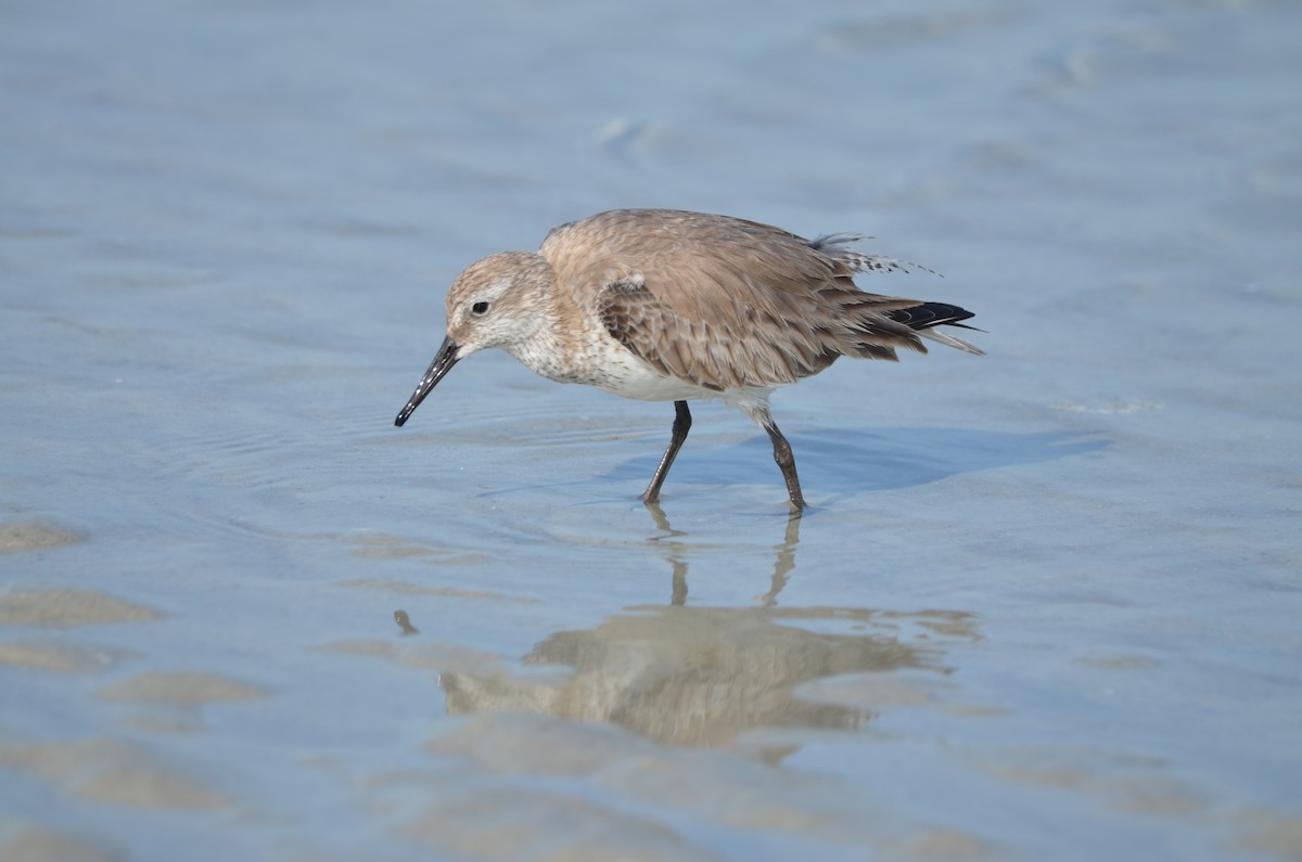 Red Knot - ML49946381