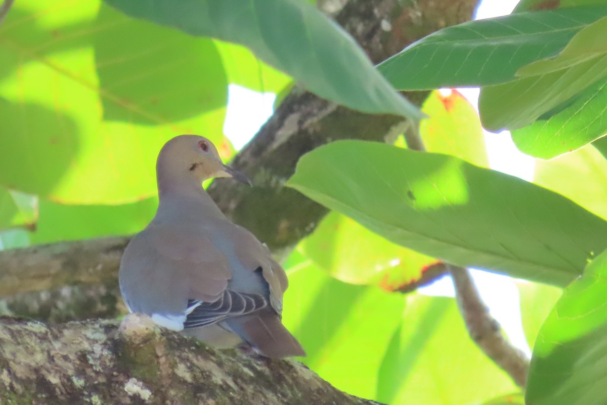 White-winged Dove - ML499464031