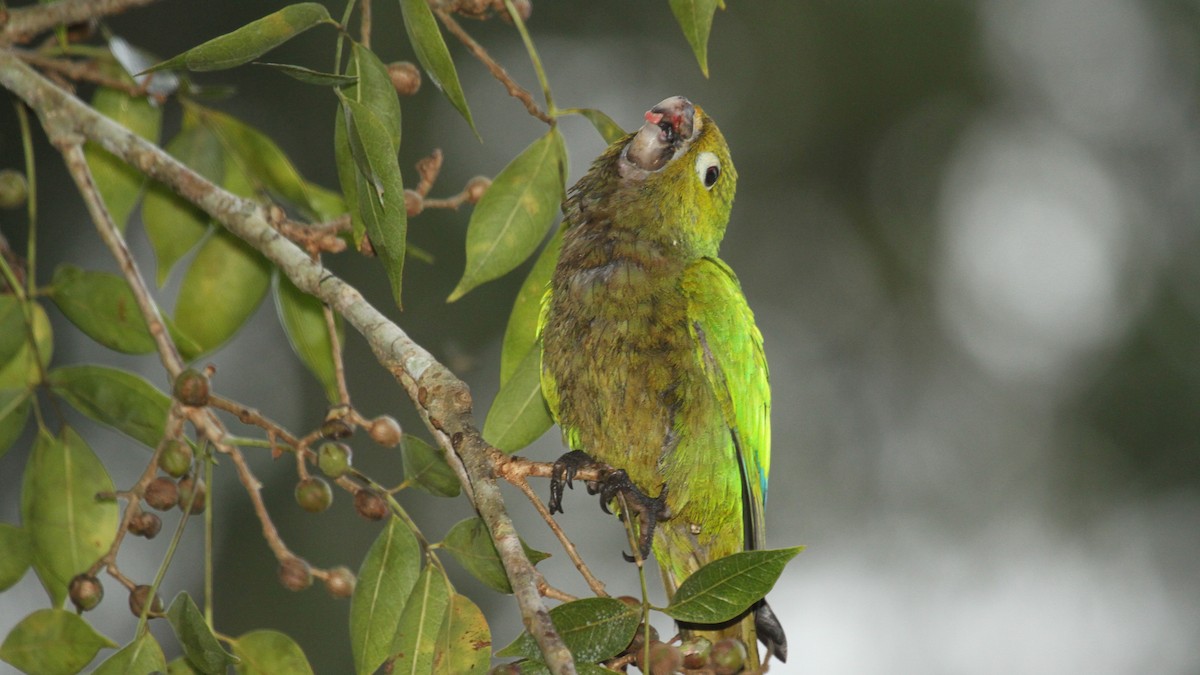 Olive-throated Parakeet - Curtis McCamy