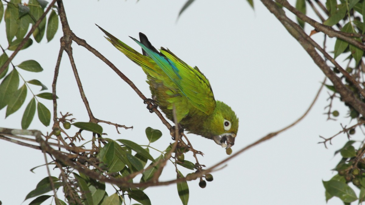 Olive-throated Parakeet - Curtis McCamy