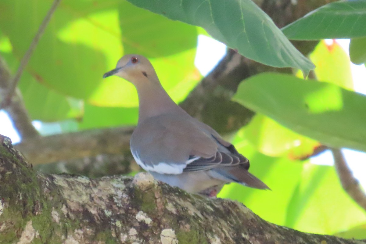 White-winged Dove - ML499465401