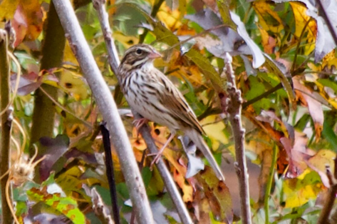 Savannah Sparrow - ML499465411