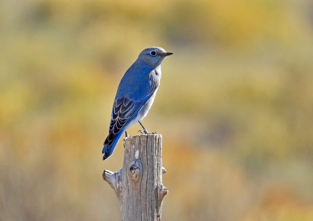 Mountain Bluebird - James R. Hill, III