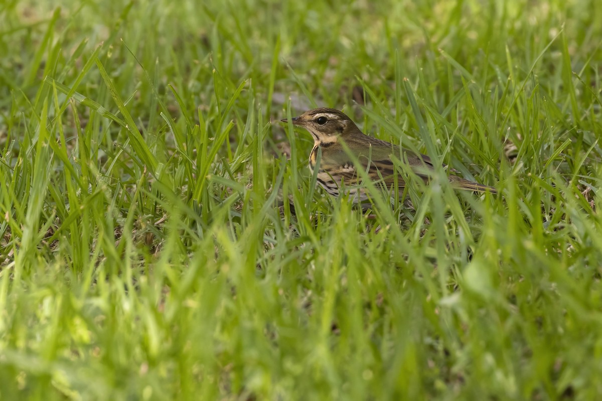 Olive-backed Pipit - ML499466901