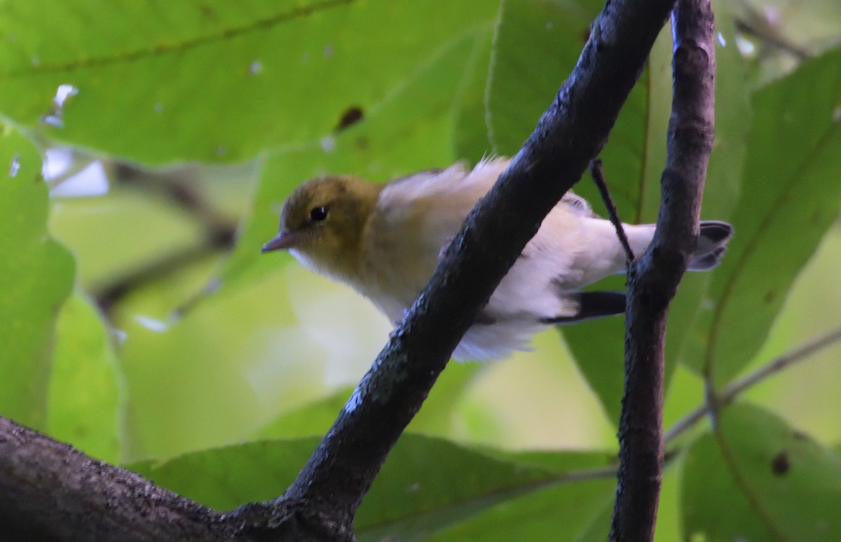 Bay-breasted Warbler - ML499467101