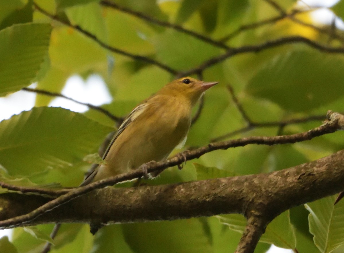 Bay-breasted Warbler - ML499467311