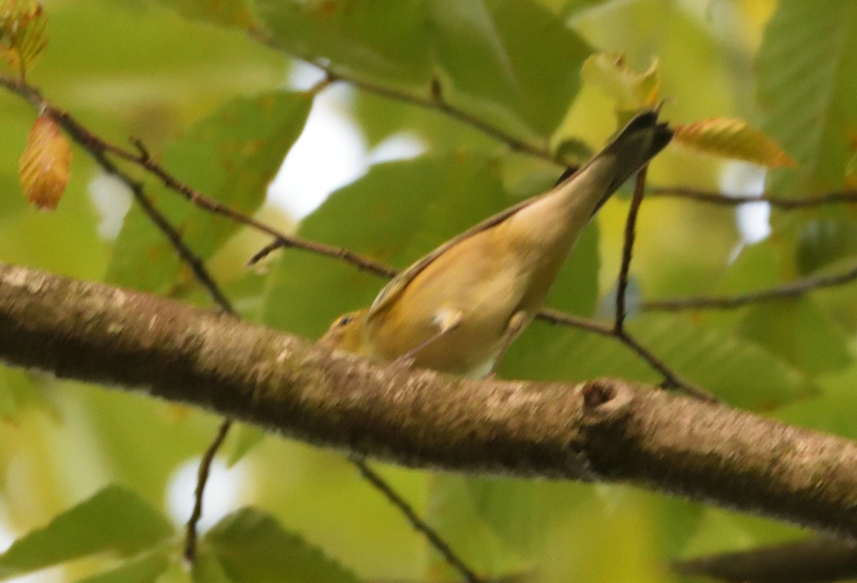 Bay-breasted Warbler - ML499467321