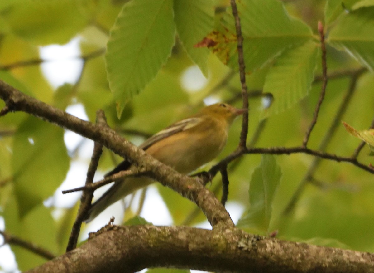 Bay-breasted Warbler - ML499467331