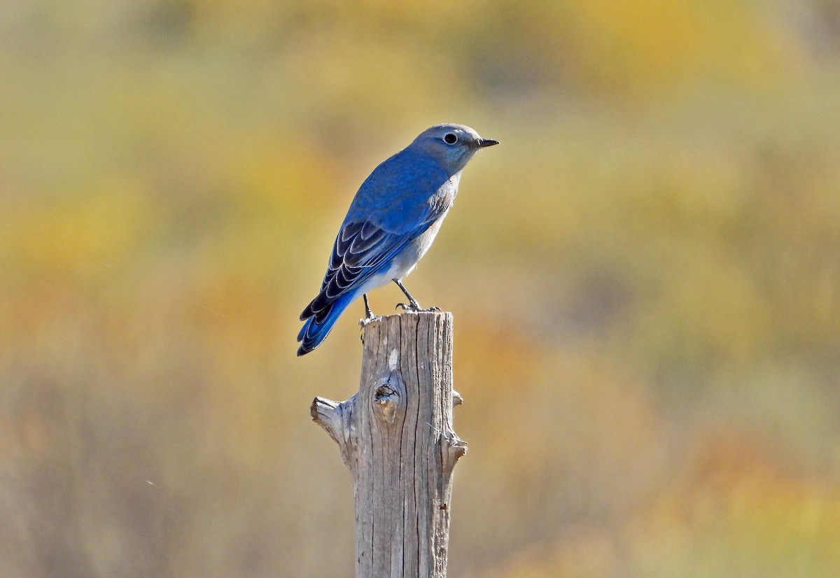 Mountain Bluebird - ML499467731