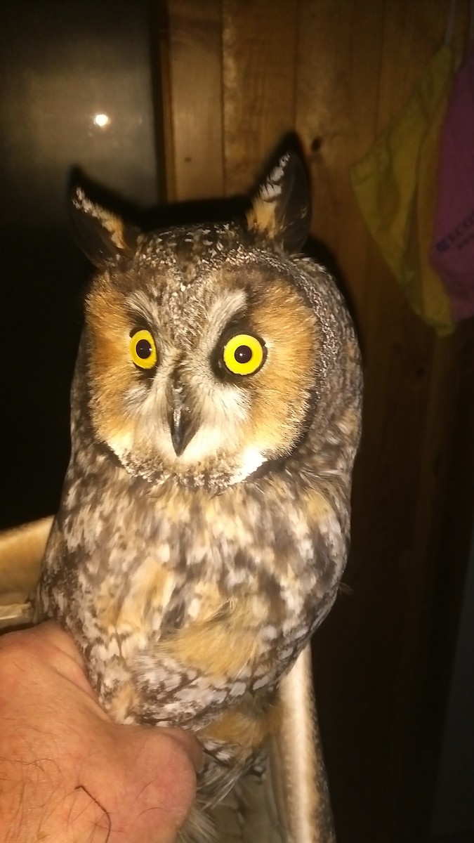 Long-eared Owl - ML499468411