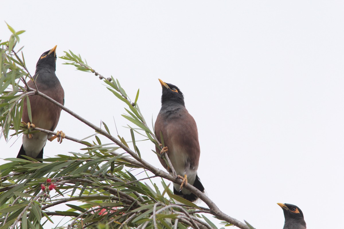 Common Myna - ML499470601