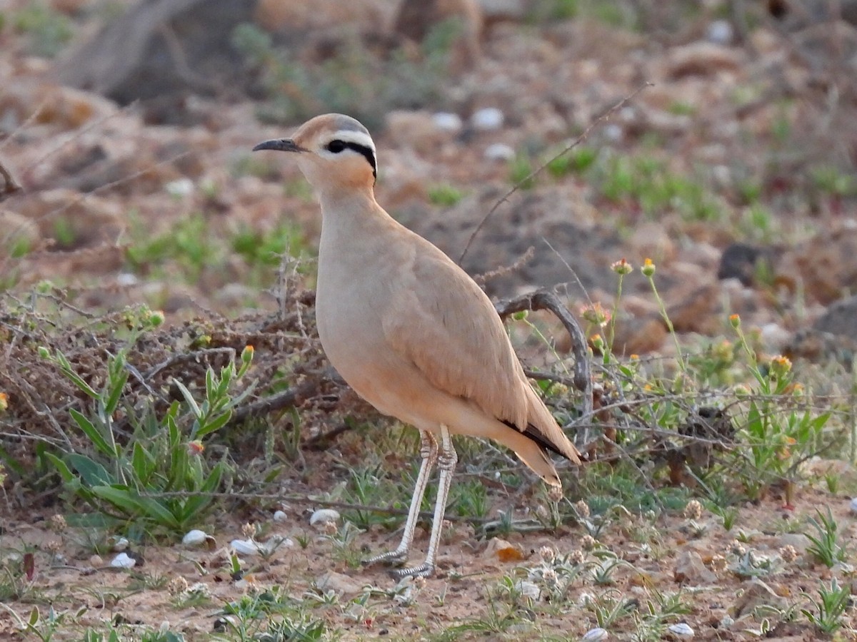 Cream-colored Courser - ML499470641