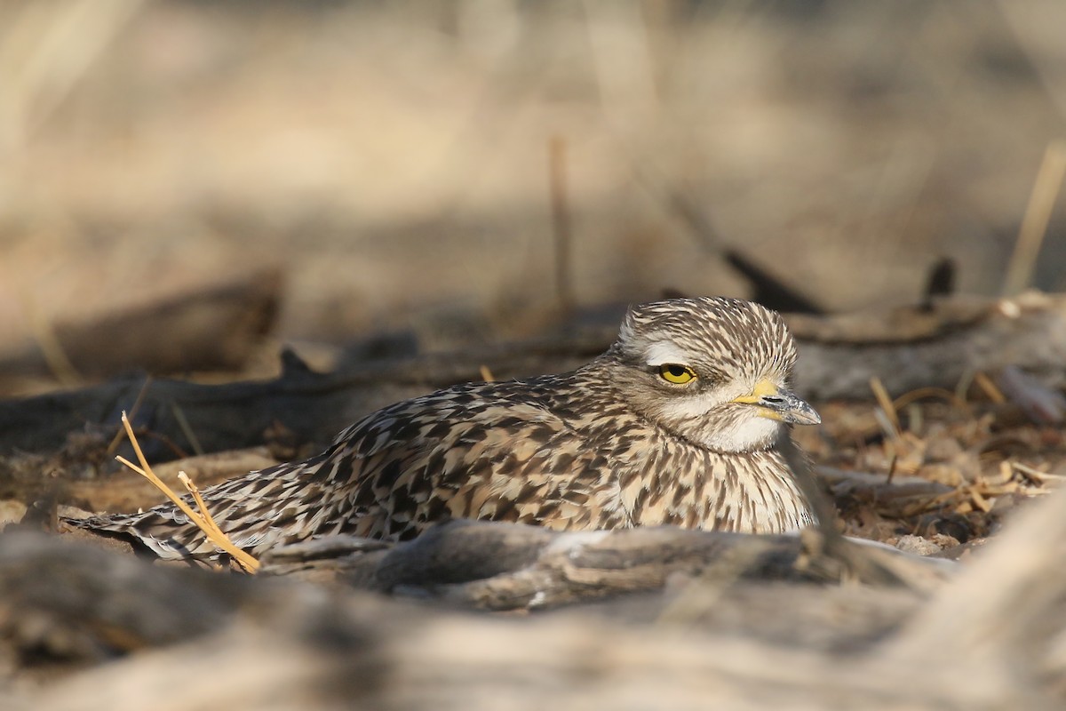 Spotted Thick-knee - ML499471181