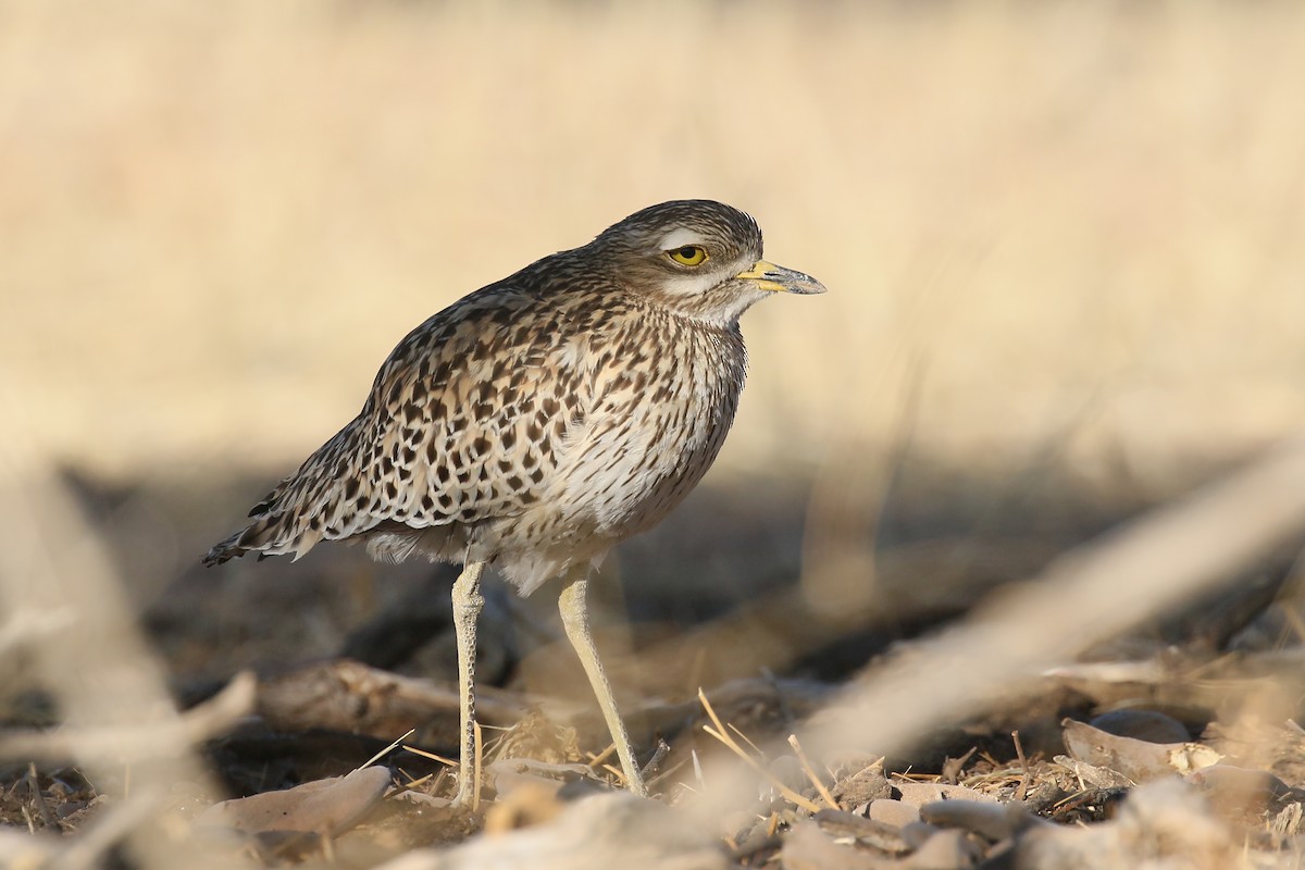 Spotted Thick-knee - ML499471191