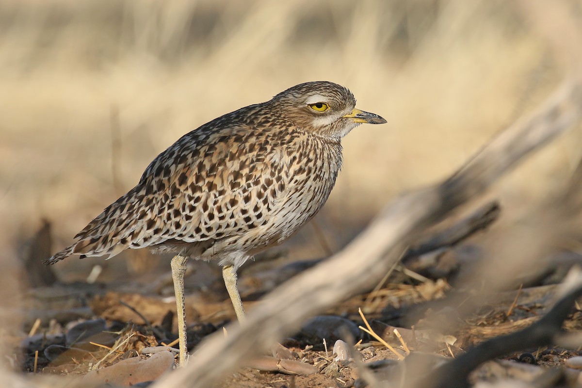 Spotted Thick-knee - ML499471201