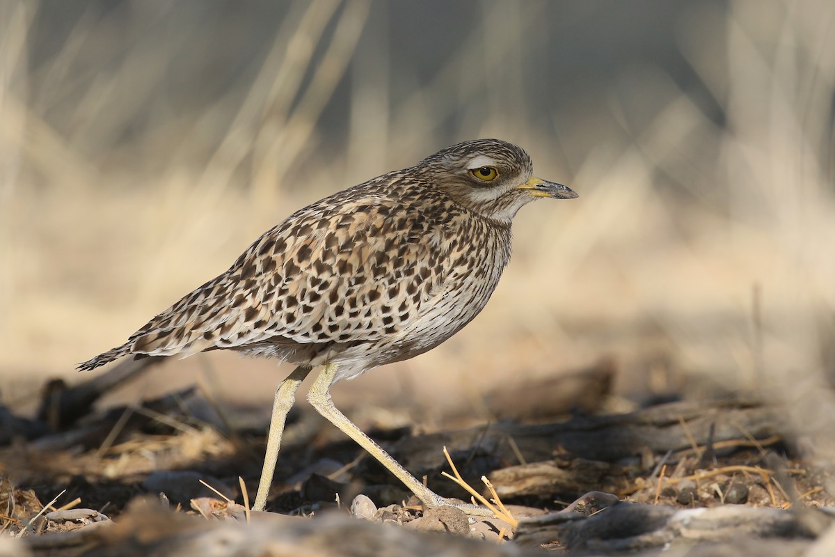 Spotted Thick-knee - ML499471211