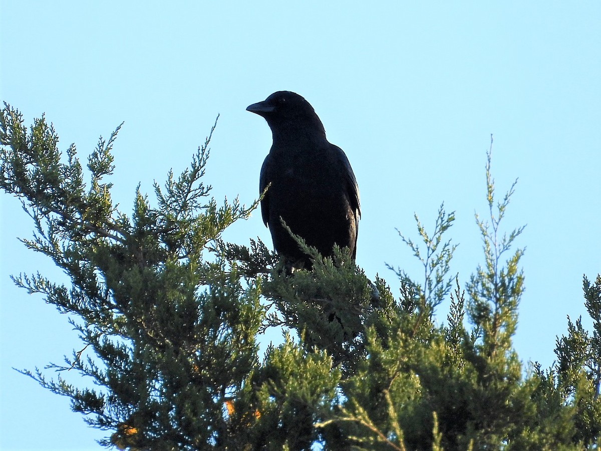 American Crow - ML499471381