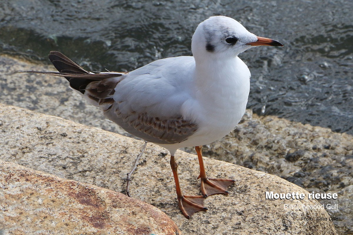 Black-headed Gull - ML499473231