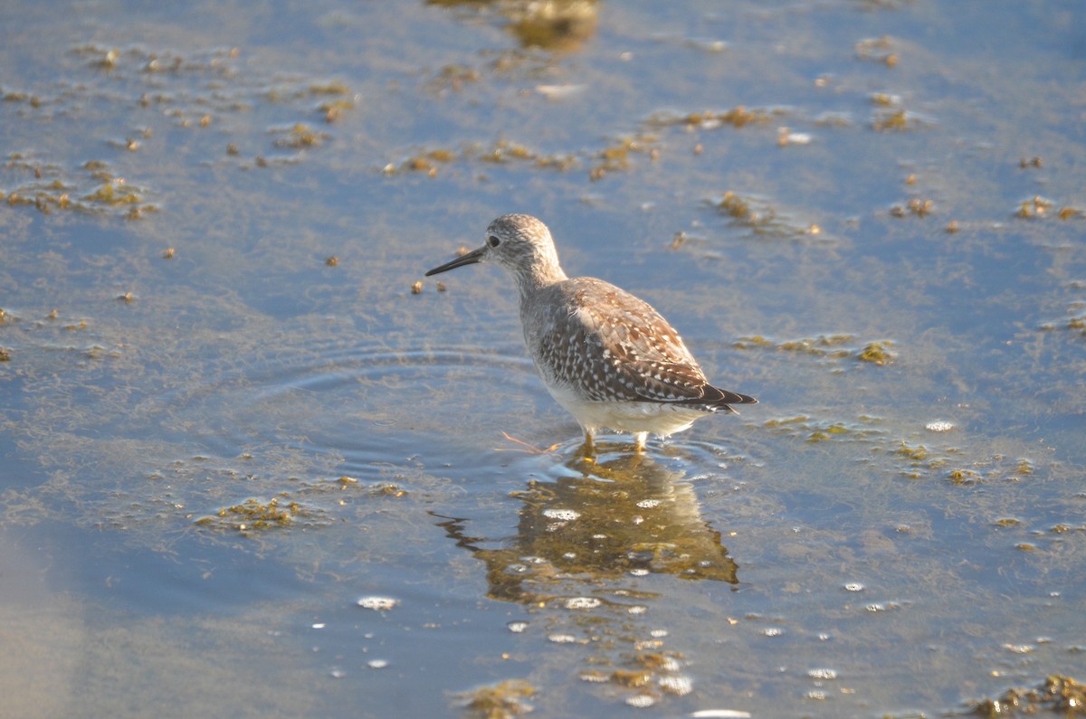 gulbeinsnipe - ML499476271