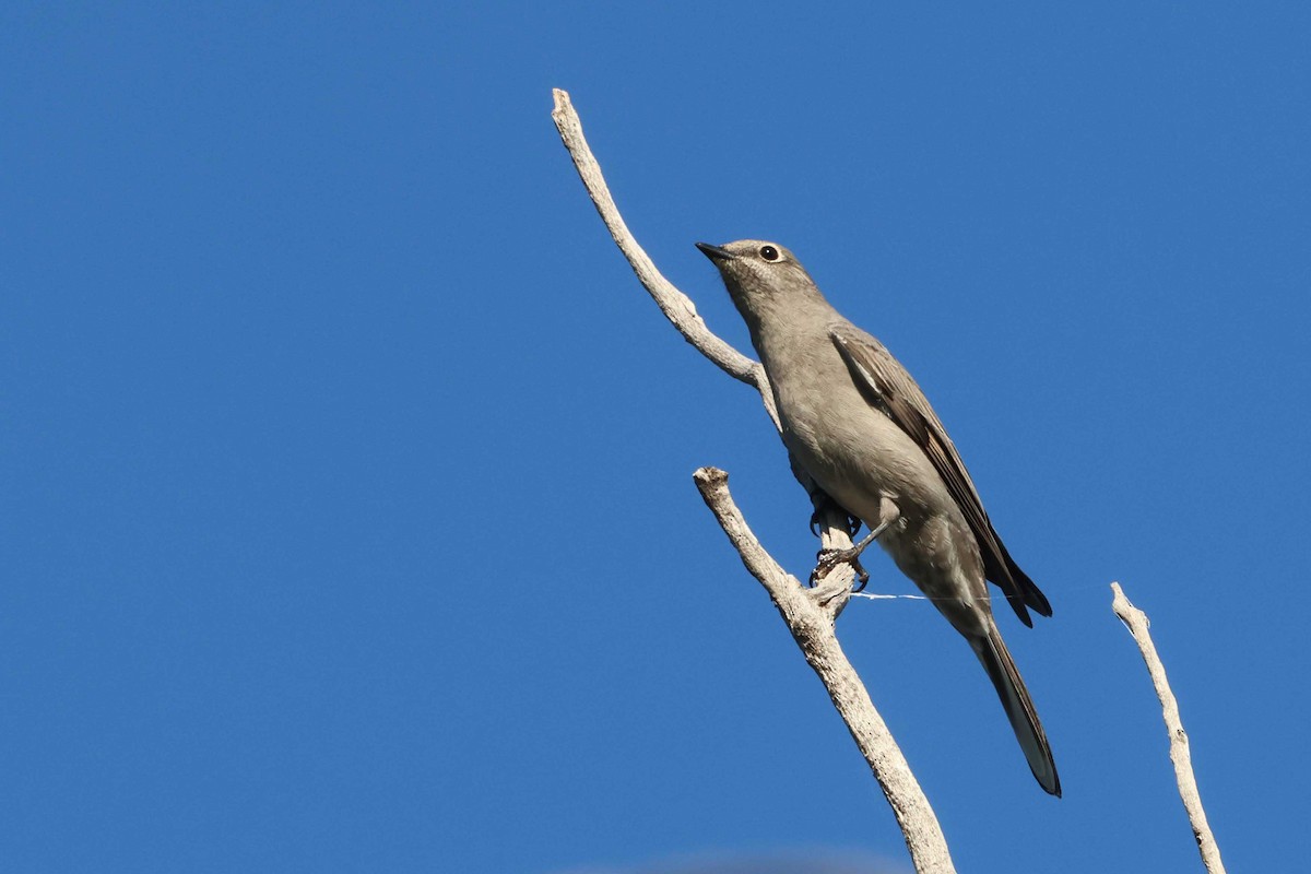 Townsend's Solitaire - ML499476961