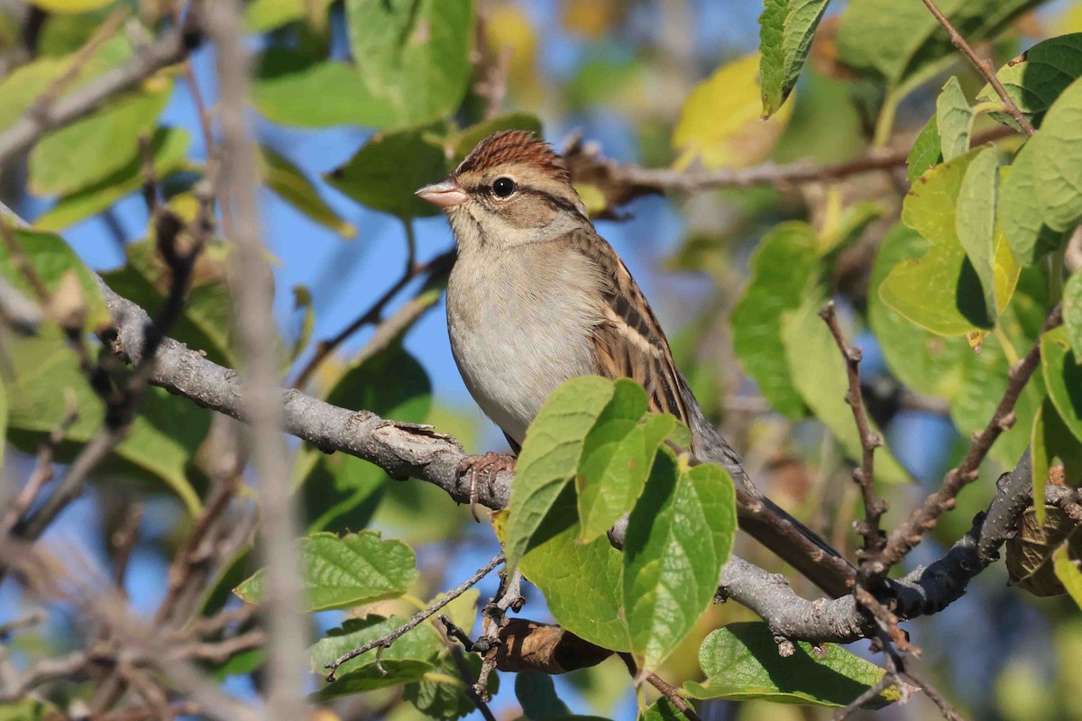 Chipping Sparrow - ML499477021