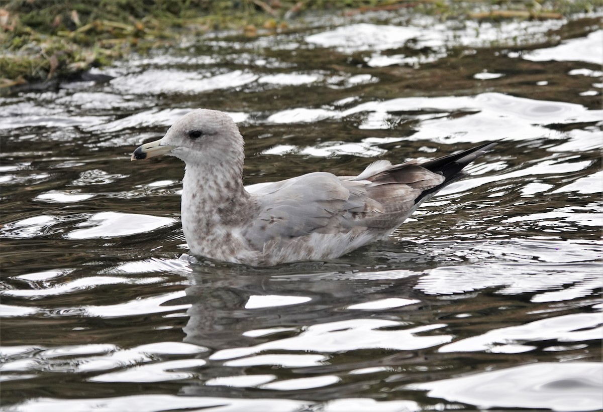 California Gull - ML499477141