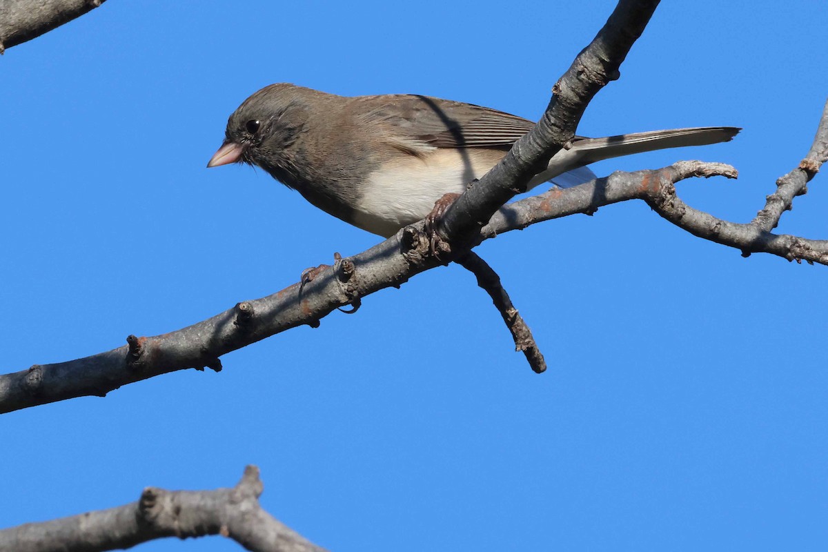 Dark-eyed Junco (Slate-colored) - Mark W. Lockwood