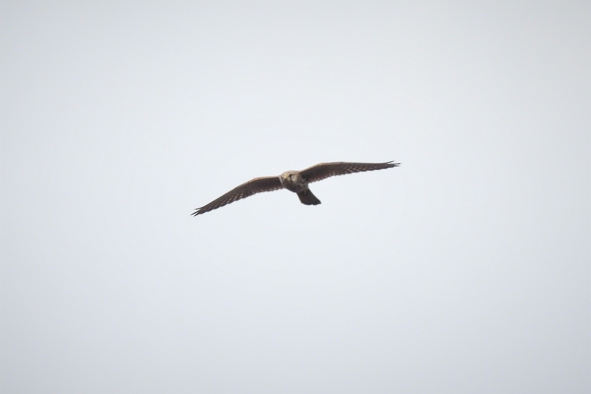 Eurasian Kestrel (Eurasian) - ML499477321