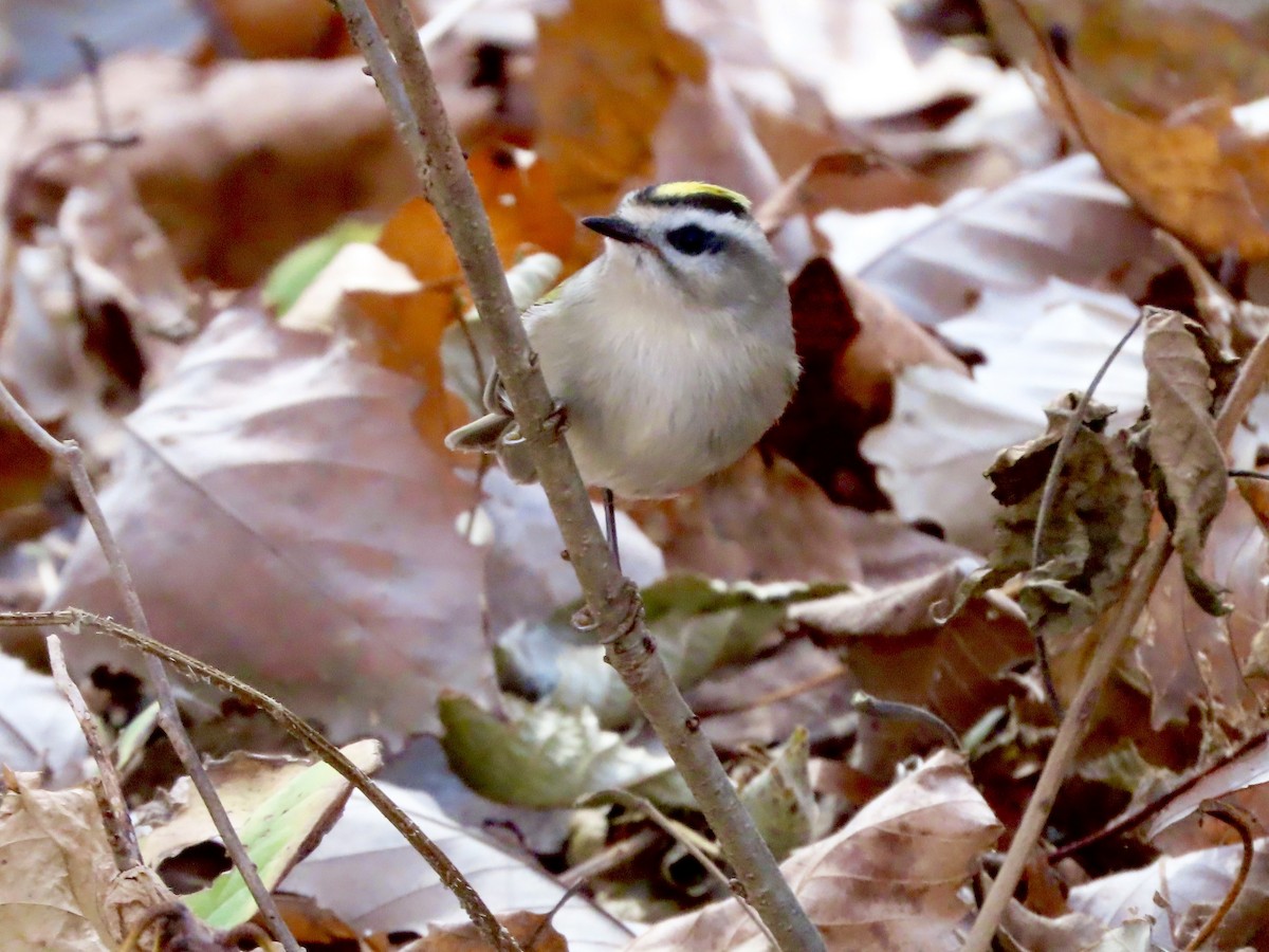 Golden-crowned Kinglet - ML499477631