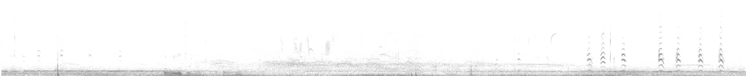 Black-necked Stilt (White-backed) - ML499477841